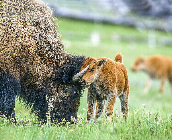 Amerikanische Bisonkuh (Bison bison) und Kalb auf einem grasbewachsenen Feld; Yellowstone National Park  Vereinigte Staaten von Amerika