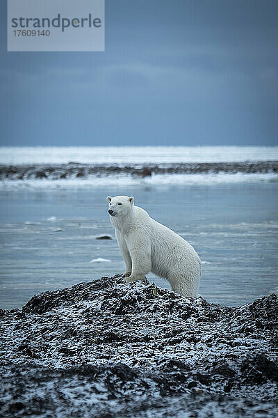 Eisbär (Ursus maritimus) lehnt an einem Felsen am Wasser; Arviat  Nunavut  Kanada