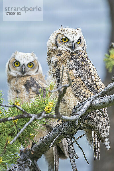 Porträt eines Paares junger Waldohreulen (Bubo virginianus) auf einem Nadelbaumzweig; Montana  Vereinigte Staaten von Amerika