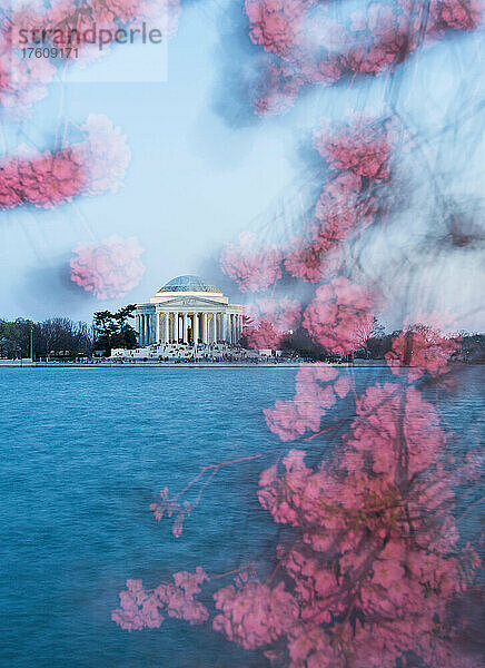 Das Thomas Jefferson Memorial wird bei Sonnenuntergang von Kirschblüten umrahmt.