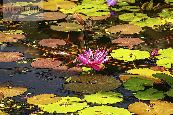 Blühende Lotusblumen (Nelumbo nucifera) am Red Lotus Lake; Chiang Haeo  Thailand