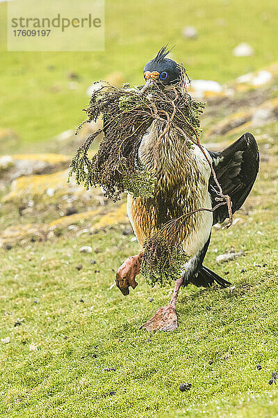 Eine blauäugige Krähenscharbe (Phalacrocorax atriceps)  die stolz auf dem Gras zu ihrem Nest schreitet und dabei hart gefundene Zweige und Nistmaterial im Mund trägt; Falklandinseln  Antarktis