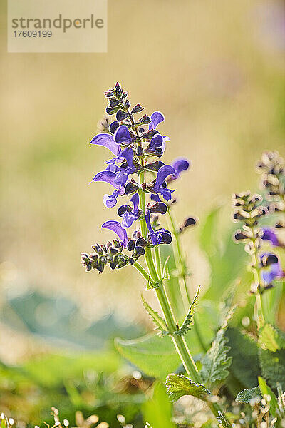 Blühender Wiesensalbei (Salvia pratensis) auf einer Wiese im Nationalpark Bayerischer Wald; Bayern  Deutschland