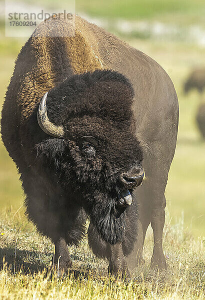 Porträt eines Bisons (Bison bison)  der mit herausgestreckter Zunge auf einem Feld steht; Yellowstone National Park  Vereinigte Staaten von Amerika