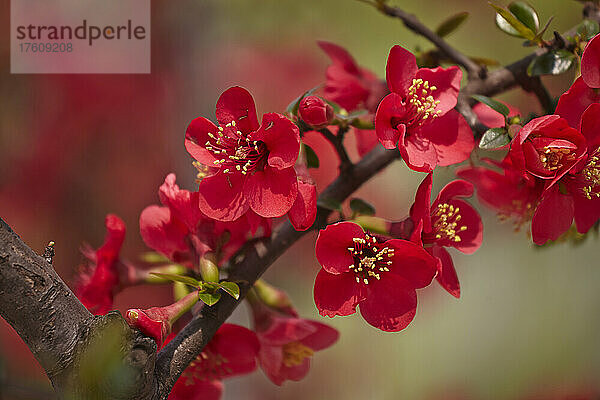 Eine blühende japanische Quitte  Chaenomeles-Art  im Xuanwu-Park  Nanjing  Provinz Jiangsu  China; Xuanwu-Park  Nanjing  Provinz Jiangsu  China.