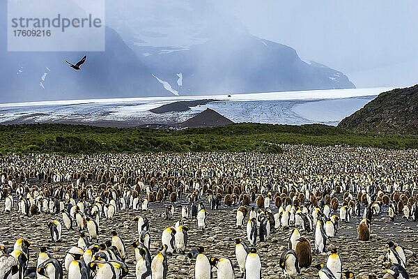 Eine Kolonie von Königspinguinen vor einem Gletscher in Südgeorgien  Antarktis.