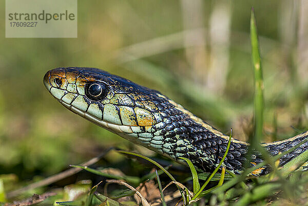 Westliche Strumpfbandnatter (Thamnophis elegans) genießt das Sonnenlicht in Oregon; Astoria  Oregon  Vereinigte Staaten von Amerika