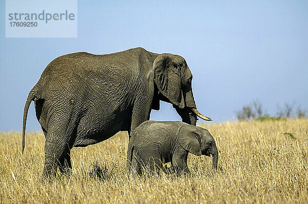 Elefantenmutter und -baby  Loxodonta africana  in Kenia; Maasai Mara National Reserve  im Rift Valley  Kenia.