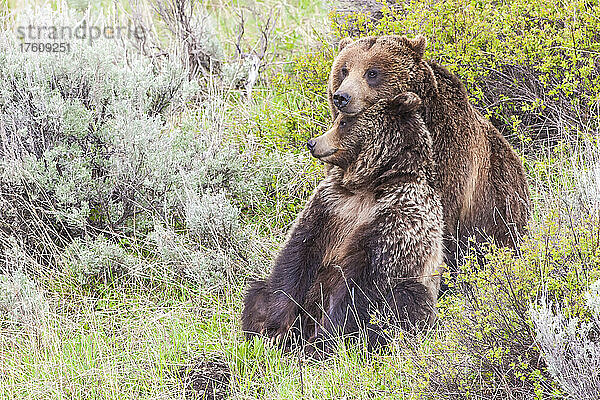 Ein Braunbärenpaar (Ursus arctos) kuschelt während der Paarungszeit auf einer Wiese im Yellowstone-Nationalpark; Wyoming  Vereinigte Staaten von Amerika