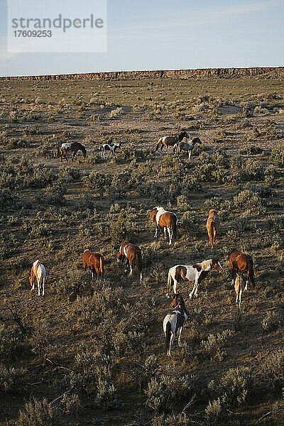 Eine Herde Mustangs bewegt sich durch Salbeibüsche  während der Abend naht; Frenchglen  Oregon  Vereinigte Staaten von Amerika