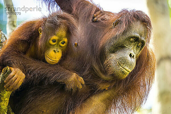 Mutter und Baby von Borneo-Orang-Utans  Pongo pygmaeus  in einem Baum.