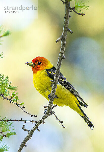 Nahaufnahme einer westlichen Tanager (Piranga ludoviciana)  die auf einem Zweig sitzt; Montana  Vereinigte Staaten von Amerika