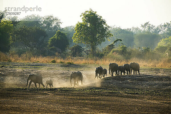 Herde afrikanischer Buschelefanten (Loxodonta africana)  die durch den trockenen  aufgewirbelten Staub der Savanne laufen; South Luangwa National Park  Sambia