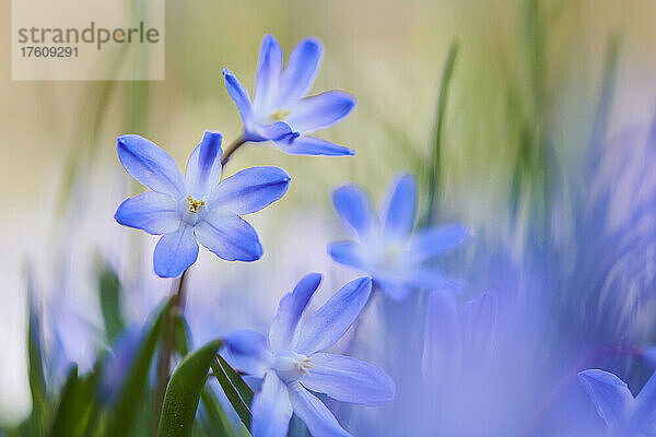 Blüten der Bossier'schen Schneepracht oder Lucile'schen Schneepracht (Scilla luciliae); Bayern  Deutschland