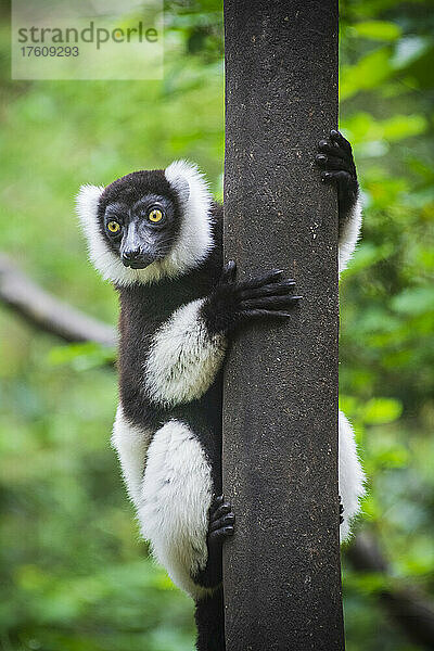 Schwarz-weißer Krauskopflemur (Varecia variegata) im Monkeyland Primate Sanctuary in der Nähe von Pletteberg Bay in Südafrika; Südafrika