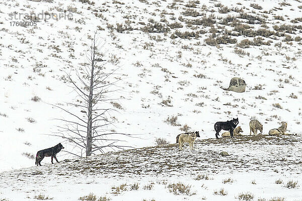 Ein Rudel Wölfe (Canis lupus) versammelt auf einem schneebedeckten Hügel im Yellowstone National Park; Wyoming  Vereinigte Staaten von Amerika