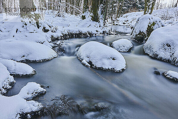 Bach  der durch einen verschneiten Wald im Naturschutzgebiet Hell fließt  Bayerischer Wald; Oberpfalz  Bayern  Deutschland