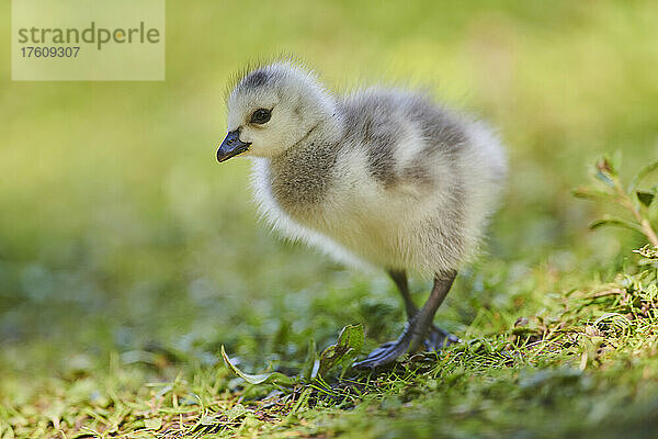 Nonnengans (Branta leucopsis)  Küken auf einer Wiese; Bayern  Deutschland