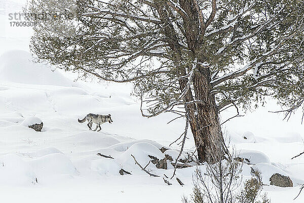 Ein hellgrauer Wolf (Canis lupus) läuft über ein schneebedecktes Feld hinter einem alten Nadelbaum; Yellowstone National Park  Vereinigte Staaten von Amerika