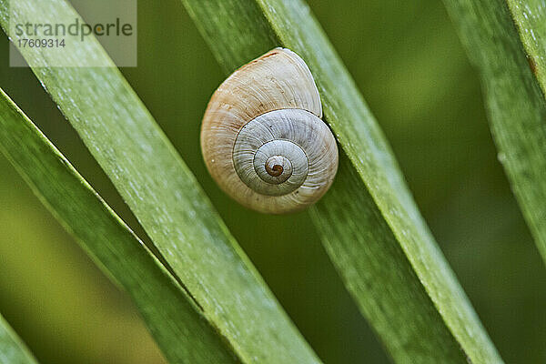 Weißlippenschnecke oder Gartenbindenschnecke (Cepaea hortensis); Katalonien  Spanien