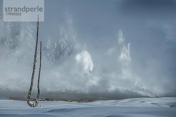 Winterliche Schönheit am West Thumb Geysir Basin mit Dampf und verschneiten Lodgepole-Kiefern (Pinus contorta) im Yellowstone National Park; Wyoming  Vereinigte Staaten von Amerika