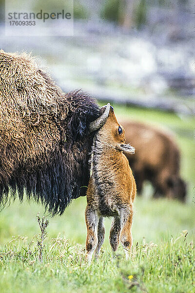 Amerikanisches Bison-Kalb (Bison bison)  das mit den Hörnern eines erwachsenen Bisons auf einer Wiese spielt; Yellowstone National Park  Vereinigte Staaten von Amerika