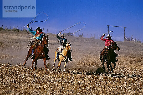 Drei Cowboys  die sich auf dem Pferderücken abseilen; Seneca  Oregon  Vereinigte Staaten von Amerika