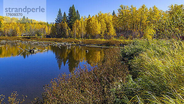 Leuchtende Herbstfarben  die sich in einem Gewässer im Elk Island National Park spiegeln; Alberta  Kanada