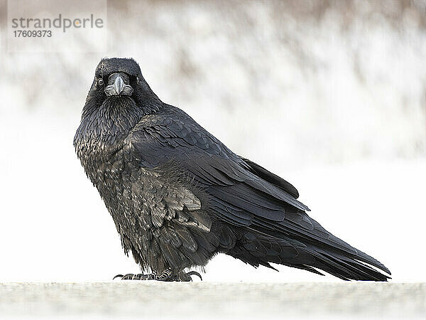 Nahaufnahme eines Kolkraben (Corvus corax)  der im Schnee steht und in die Kamera schaut; Yukon  Kanada