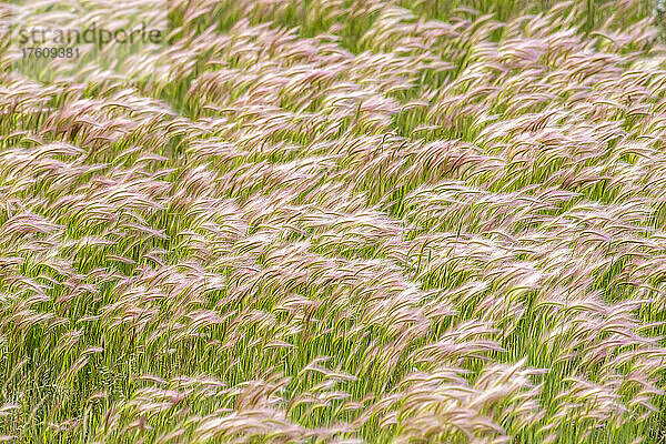 Feld mit Fuchsschwanzgerstengras (Hordeum jubatum)  das sich im Wind biegt; Montana  Vereinigte Staaten von Amerika