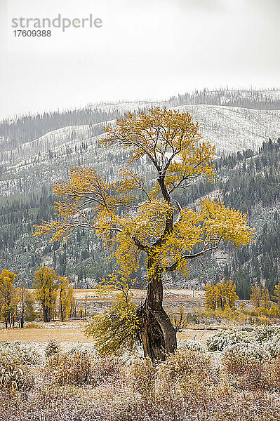 Gelbes Herbstlaub eines schmalblättrigen Pappelbaums (Populus angustifolia) in einer frostbedeckten Landschaft auf offenem Gelände im Lamar Valley; Yellowstone National Park  Wyoming  Vereinigte Staaten von Amerika