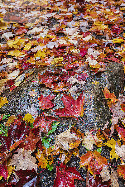 Gefallene Blätter in einem farbenfrohen Schauspiel auf einem Felsen im Herbst in den Laurentides; Quebec  Kanada