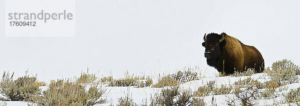 Ein einsamer Büffel steht auf einer schneebedeckten Steilküste.