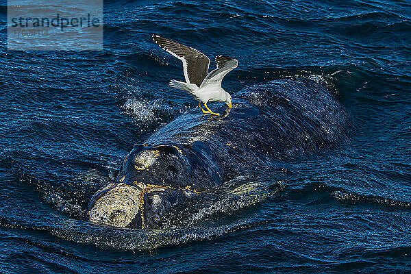 Eine Seemöwe frisst auf dem Rücken eines Südlichen Glattwals.