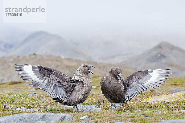 Zwei Antarktische Skuas (Catharacta maccormicki)  die in der zerklüfteten Küstenlandschaft stehen  ihre Flügel ausbreiten und während der Balz rufen; Südgeorgien  Antarktis