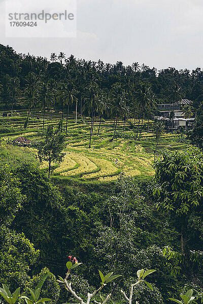 Blick auf Reisfelder und tropische Pflanzen in Sambangan im Bezirk Sukasada; Buleleng  Bali  Indonesien