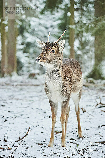 Damhirsch (Dama dama) in einem verschneiten Wald  in Gefangenschaft; Bayern  Deutschland