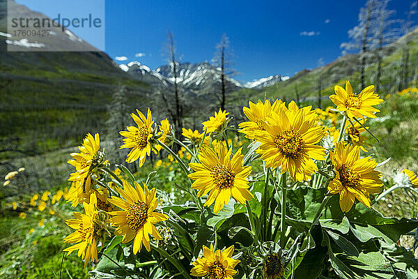 Nahaufnahme einer Gruppe von leuchtend gelben Wildblumen in einem Alpental mit Bergen und blauem Himmel im Hintergrund  Waterton Lakes National Park; Waterton  Alberta  Kanada