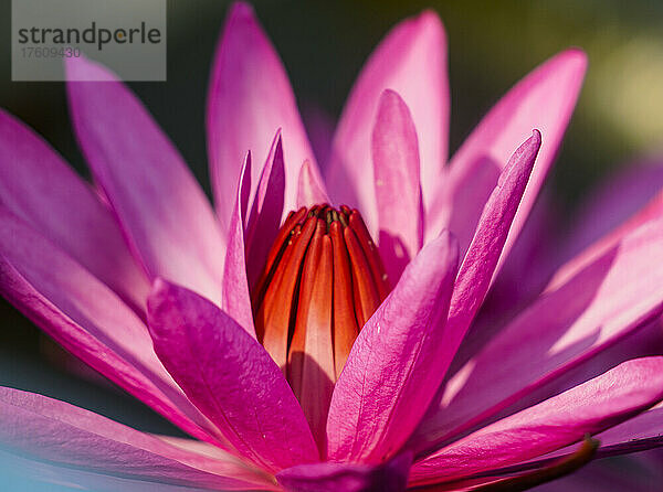 Blühende Lotusblume (Nelumbo nucifera) am Red Lotus Lake; Chiang Haeo  Thailand