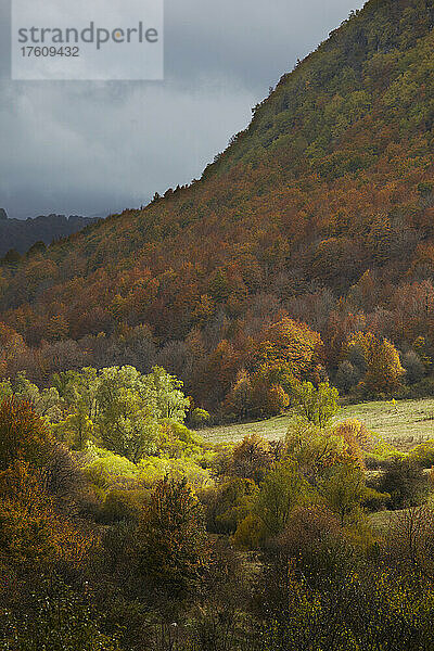 Herbstfarben in einem Wald  Nationalpark Abruzzen Latium und Molise; Abruzzen  Italien