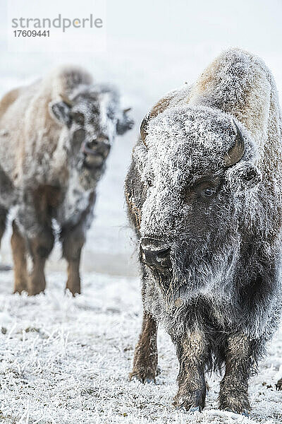 Schneebedeckter Bison (Bison bison) in einem Schneesturm im Yellowstone National Park; Vereinigte Staaten von Amerika