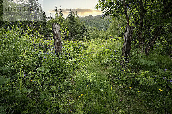 Blick auf einen Wanderweg durch einen Wald mit Bergen in der Ferne; Anchorage  Alaska  Vereinigte Staaten von Amerika