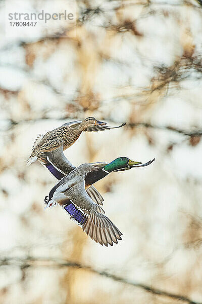 Stockente (Anas platyrhynchos) Paar fliegt zusammen; Bayern  Deutschland