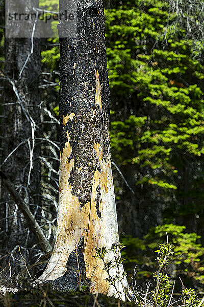 Brandspuren an einem Baumstamm in einem verbrannten Wald mit einem grünen immergrünen Baum im Hintergrund  Waterton Lakes National Park; Waterton  Alberta  Kanada