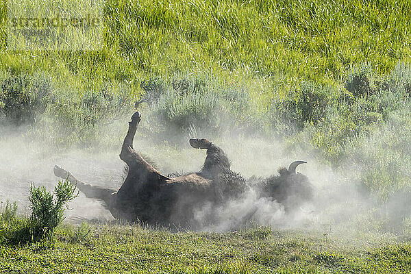 Ein amerikanischer Bison (Bison bison) wälzt sich auf dem Boden im Dreck und nimmt ein Staubbad auf einem grasbewachsenen Feld im Hayden Valley; Yellowstone National Park  Vereinigte Staaten von Amerika