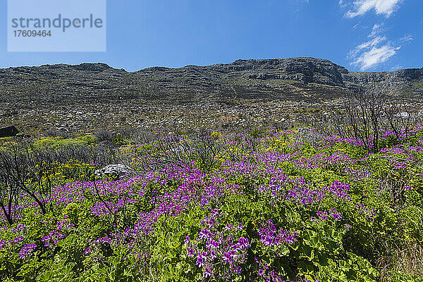 Wildblumen am Westkap von Südafrika