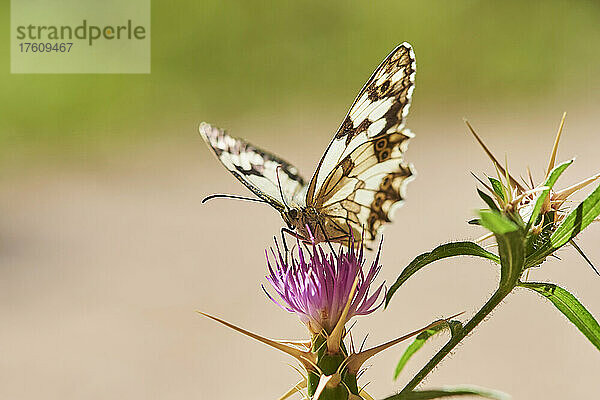 Iberischer Marmorierter Weißling (Melanargia lachesis) auf einer Pflanze sitzend; Katalonien  Spanien