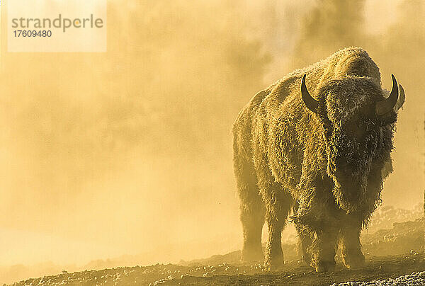 Porträt eines mit Frost bedeckten Bisons (Bison bison)  der in einer dunstigen Landschaft mit goldenem Sonnenlicht im Yellowstone National Park steht; Wyoming  Vereinigte Staaten von Amerika