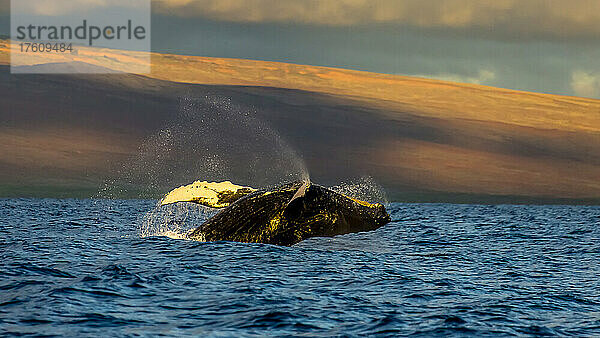 Ein Buckelwal stürzt sich nach dem Brechen in den Pazifik.