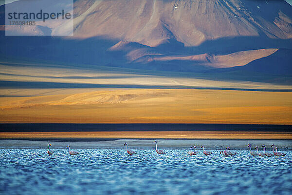 Seltene Andenflamingos in einem hochgelegenen See.